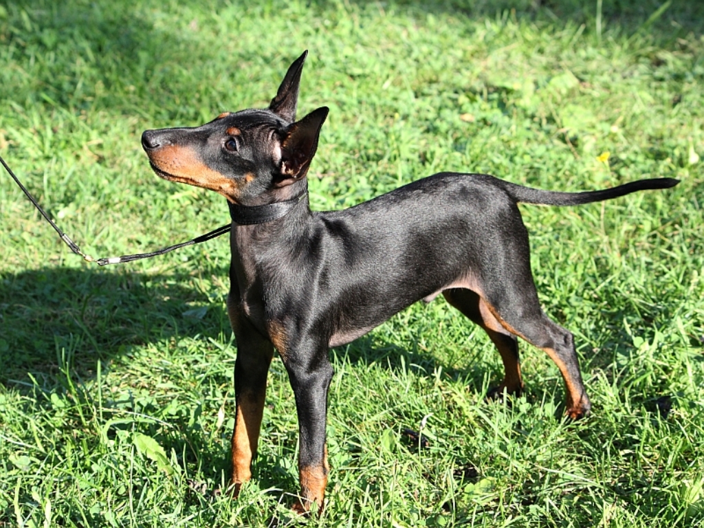 Diventy Terrier de Manchester nain - Diventy Toy Manchester Terrier